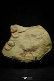 21098 - Top Rare Association 2 Nileus sp Lower Ordovician Trilobites Fezouata Fm