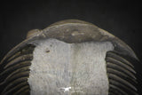 20040 - Top Quality "Flying" 1.72 Inch Platyscutellum sp Lower Devonian Trilobite