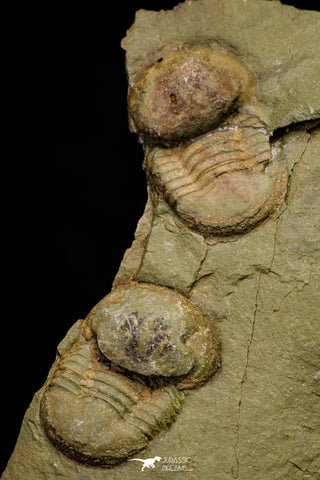 21098 - Top Rare Association 2 Nileus sp Lower Ordovician Trilobites Fezouata Fm