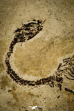 30117 - Nicely Preserved Sinohydrosaurus lingyuanensis Reptile Fossil from Liaoning Province