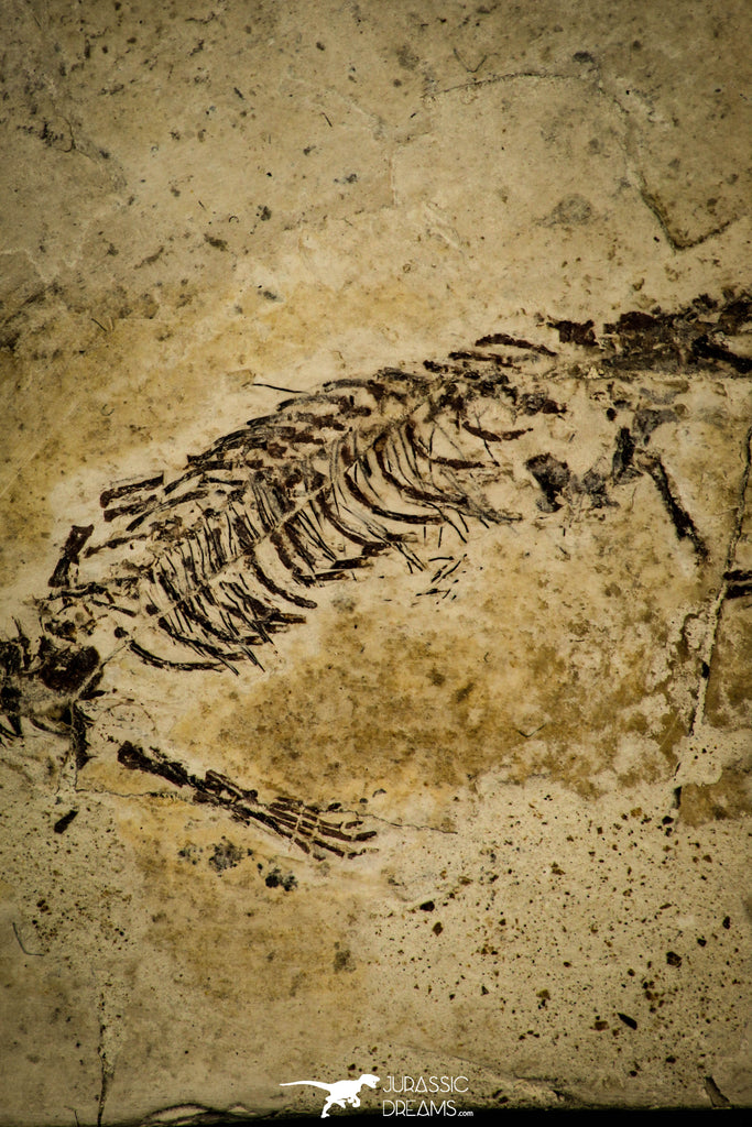 Nicely Preserved Sinohydrosaurus lingyuanensis Reptile Fossil from ...
