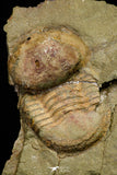 21098 - Top Rare Association 2 Nileus sp Lower Ordovician Trilobites Fezouata Fm