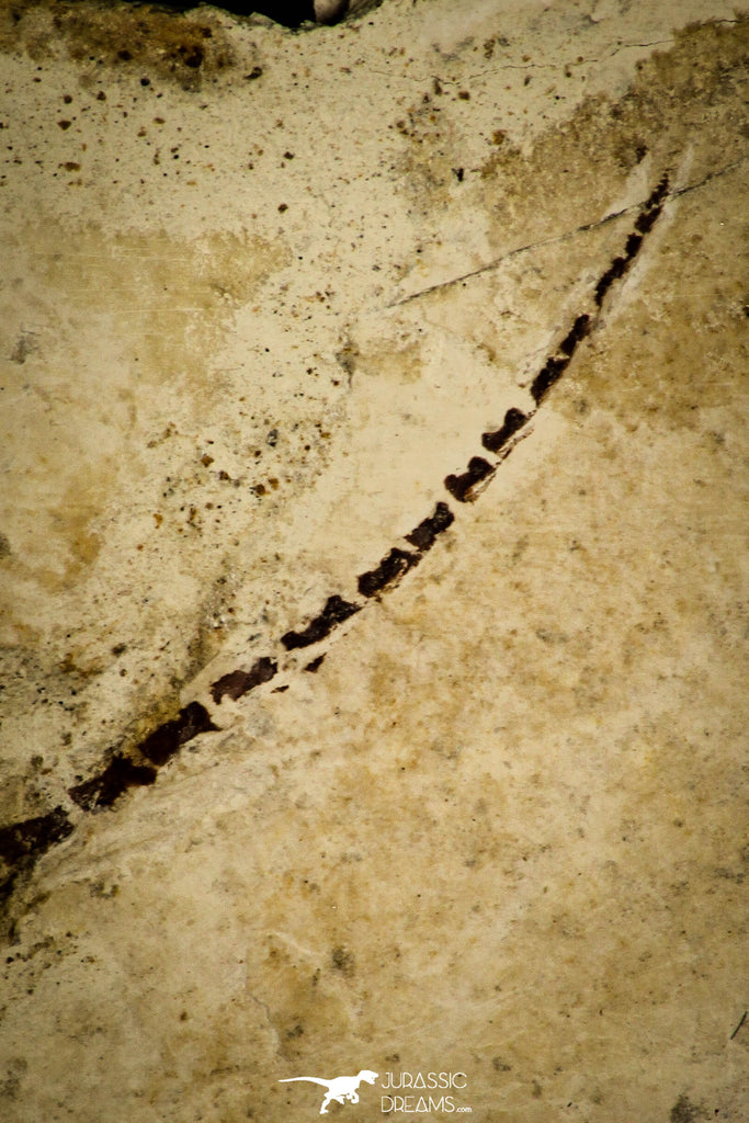 Nicely Preserved Sinohydrosaurus lingyuanensis Reptile Fossil from ...
