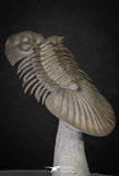 20040 - Top Quality "Flying" 1.72 Inch Platyscutellum sp Lower Devonian Trilobite