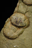 21098 - Top Rare Association 2 Nileus sp Lower Ordovician Trilobites Fezouata Fm