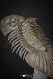 20040 - Top Quality "Flying" 1.72 Inch Platyscutellum sp Lower Devonian Trilobite