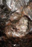 07125 - Fully Complete NWA L-H Type Unclassified Ordinary Chondrite Meteorite 8.9g