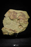 21098 - Top Rare Association 2 Nileus sp Lower Ordovician Trilobites Fezouata Fm