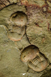 21098 - Top Rare Association 2 Nileus sp Lower Ordovician Trilobites Fezouata Fm
