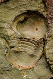 21098 - Top Rare Association 2 Nileus sp Lower Ordovician Trilobites Fezouata Fm