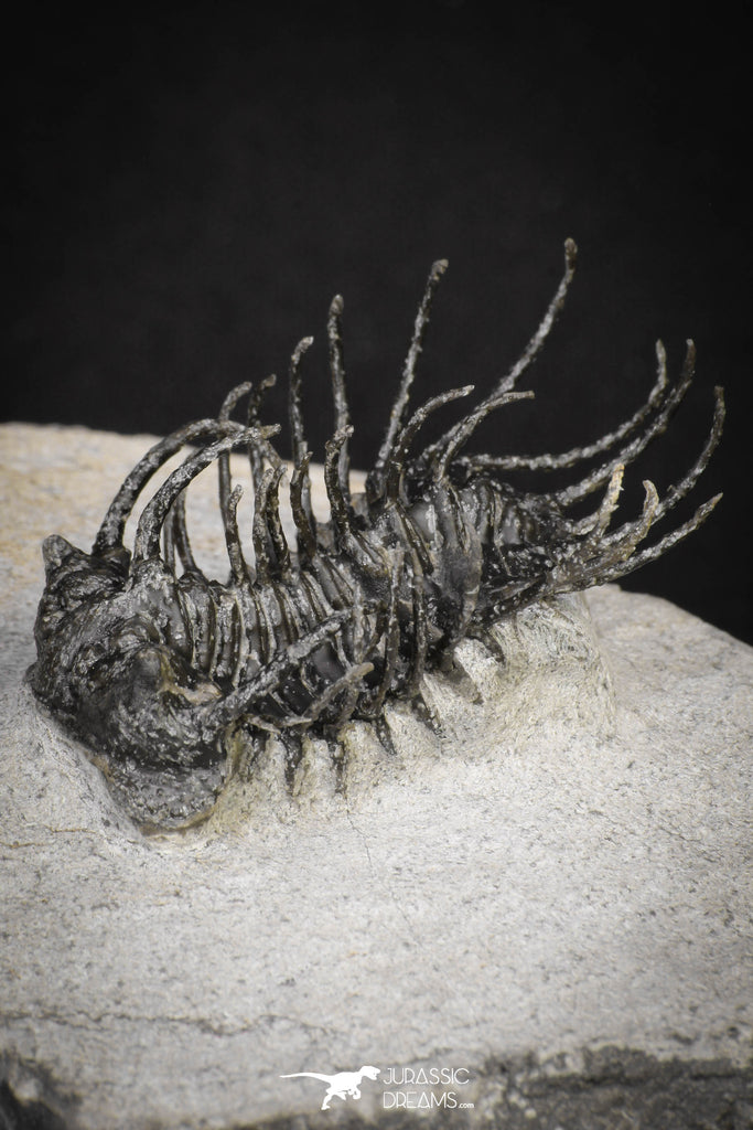 20041 - Outstanding 1.74 Inch Spiny Koneprusia dahmani Lower Devonian Trilobite