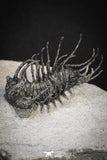 20041 - Outstanding 1.74 Inch Spiny Koneprusia dahmani Lower Devonian Trilobite