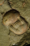 21098 - Top Rare Association 2 Nileus sp Lower Ordovician Trilobites Fezouata Fm