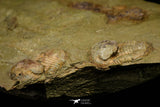 21098 - Top Rare Association 2 Nileus sp Lower Ordovician Trilobites Fezouata Fm