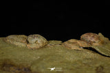 21098 - Top Rare Association 2 Nileus sp Lower Ordovician Trilobites Fezouata Fm