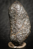 07126 - Fully Complete NWA L-H Type Unclassified Ordinary Chondrite Meteorite 7.0g