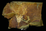 21099 - Museum Grade Soft Bodied Aglaspid (Tremaglaspis unite) Lower Ordovician Fezouata Fm