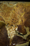 21099 - Museum Grade Soft Bodied Aglaspid (Tremaglaspis unite) Lower Ordovician Fezouata Fm