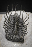 20041 - Outstanding 1.74 Inch Spiny Koneprusia dahmani Lower Devonian Trilobite