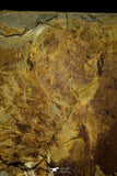 21099 - Museum Grade Soft Bodied Aglaspid (Tremaglaspis unite) Lower Ordovician Fezouata Fm