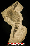 30119 - Unusual Top Huge 9.09 Inch Eurypterus (Sea Scorpion) Silurian New York