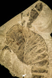 30119 - Unusual Top Huge 9.09 Inch Eurypterus (Sea Scorpion) Silurian New York