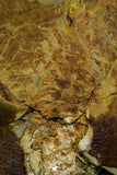 21099 - Museum Grade Soft Bodied Aglaspid (Tremaglaspis unite) Lower Ordovician Fezouata Fm