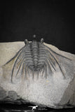20042 - Outstanding 1.85 Inch Kettneraspis prescheri (Long Occipital Horn) Lower Devonian Trilobite
