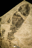 30119 - Unusual Top Huge 9.09 Inch Eurypterus (Sea Scorpion) Silurian New York
