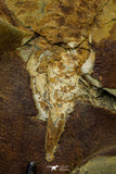 21099 - Museum Grade Soft Bodied Aglaspid (Tremaglaspis unite) Lower Ordovician Fezouata Fm