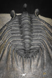20042 - Outstanding 1.85 Inch Kettneraspis prescheri (Long Occipital Horn) Lower Devonian Trilobite