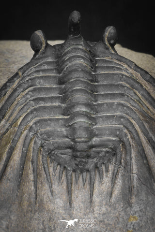 20042 - Outstanding 1.85 Inch Kettneraspis prescheri (Long Occipital Horn) Lower Devonian Trilobite