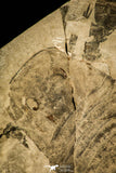 30119 - Unusual Top Huge 9.09 Inch Eurypterus (Sea Scorpion) Silurian New York