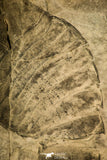 30119 - Unusual Top Huge 9.09 Inch Eurypterus (Sea Scorpion) Silurian New York