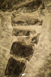 30119 - Unusual Top Huge 9.09 Inch Eurypterus (Sea Scorpion) Silurian New York