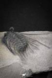 20042 - Outstanding 1.85 Inch Kettneraspis prescheri (Long Occipital Horn) Lower Devonian Trilobite