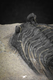 20042 - Outstanding 1.85 Inch Kettneraspis prescheri (Long Occipital Horn) Lower Devonian Trilobite