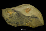 21100 - Finest Grade Lehua sp Lower Ordovician Trilobite Fezouata Fm