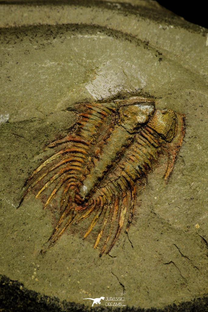 21100 - Finest Grade Lehua sp Lower Ordovician Trilobite Fezouata Fm