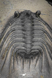 20042 - Outstanding 1.85 Inch Kettneraspis prescheri (Long Occipital Horn) Lower Devonian Trilobite