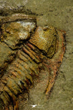 21100 - Finest Grade Lehua sp Lower Ordovician Trilobite Fezouata Fm