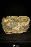 30120 - Top Rare 1.25 Inch Kettneraspis aracana Upper Silurian Trilobite - Bolivia