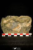 30120 - Top Rare 1.25 Inch Kettneraspis aracana Upper Silurian Trilobite - Bolivia