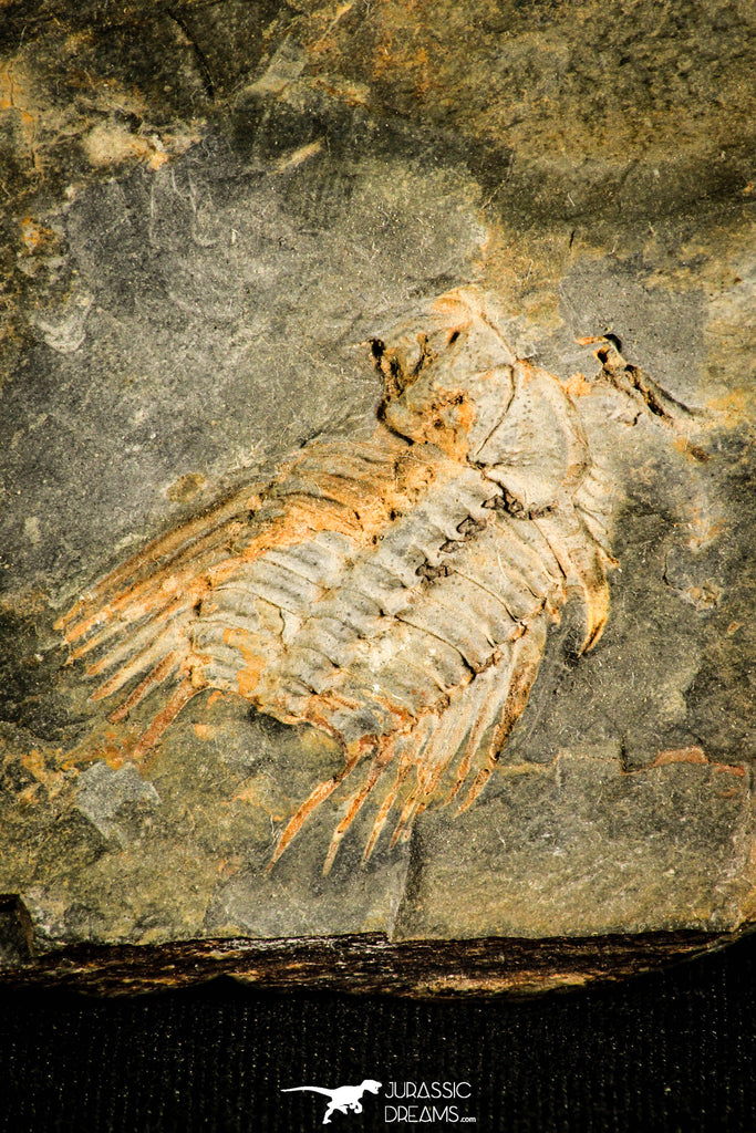 30120 - Top Rare 1.25 Inch Kettneraspis aracana Upper Silurian Trilobite - Bolivia