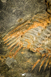 30120 - Top Rare 1.25 Inch Kettneraspis aracana Upper Silurian Trilobite - Bolivia