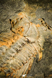 30120 - Top Rare 1.25 Inch Kettneraspis aracana Upper Silurian Trilobite - Bolivia