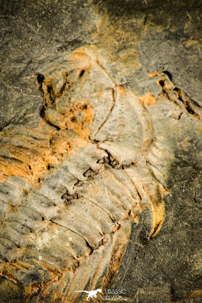 Fossile Rare De Trilobite Kettneraspis Aracana - Bolivie, Période Silurien - Occasion, Collection