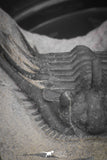 20042 - Outstanding 1.85 Inch Kettneraspis prescheri (Long Occipital Horn) Lower Devonian Trilobite
