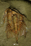 21100 - Finest Grade Lehua sp Lower Ordovician Trilobite Fezouata Fm