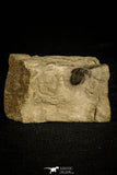 30121 - Beautiful Pseudocybele nasuta Lower Ordovician Trilobite Utah USA